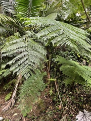 Cyathea arborea