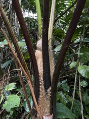 Cyathea arborea