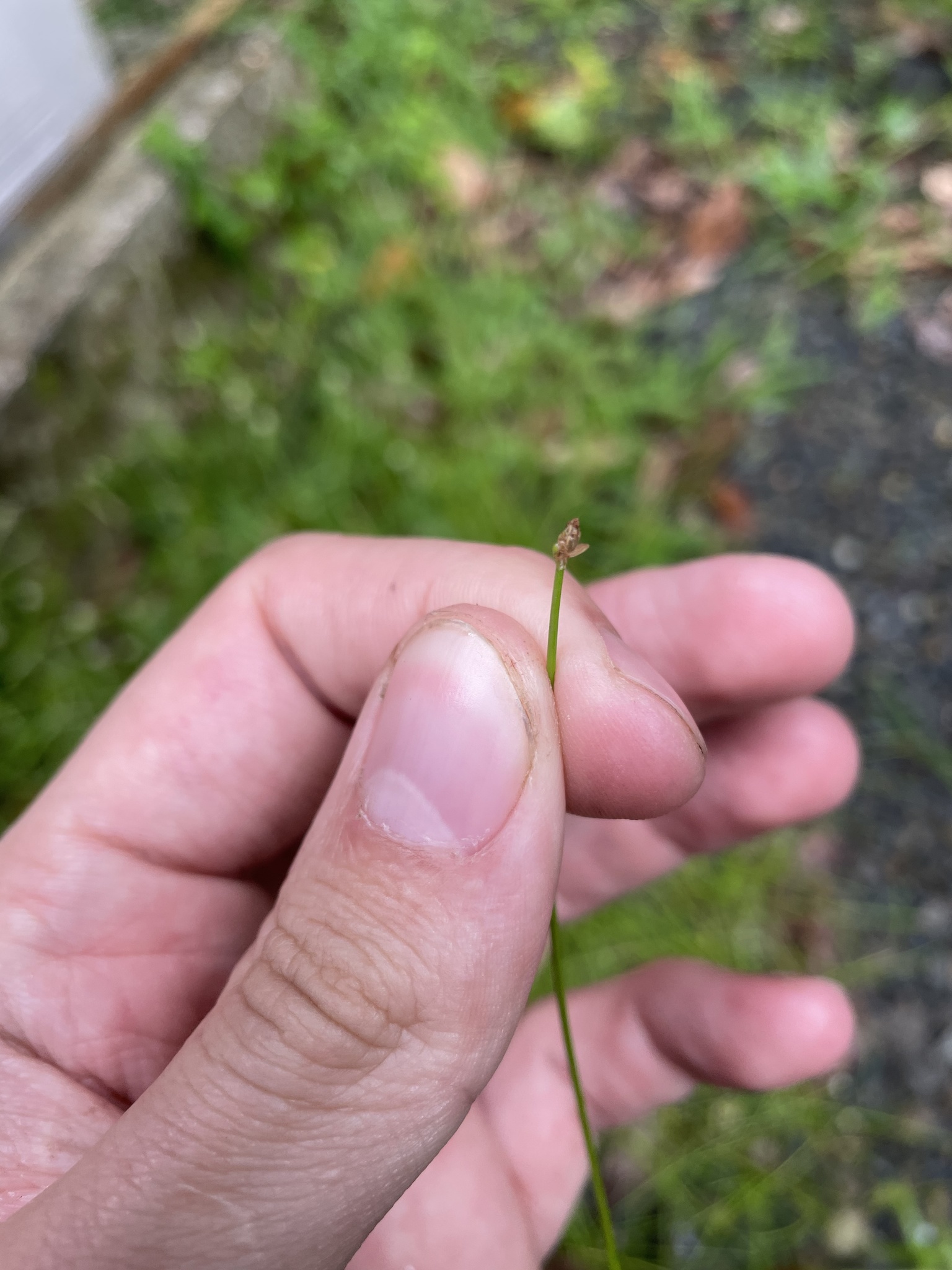 Eleocharis debilis