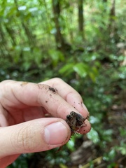 Eleutherodactylus wightmanae