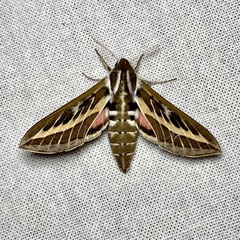 Hyles livornicoides