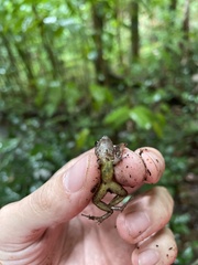 Eleutherodactylus wightmanae