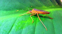 Leptoscelis elongator