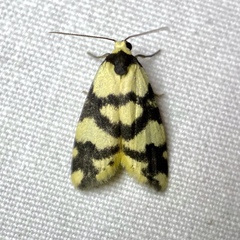 Thallarcha trissomochla