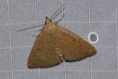 Zanclognatha protumnusalis