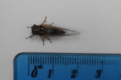 Popplepsalta corymbiae