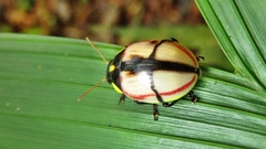 Deuterocampta stauroptera