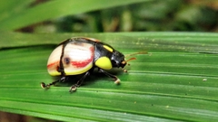 Deuterocampta stauroptera