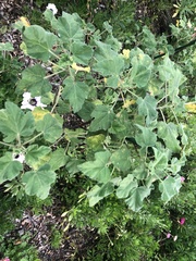 Puccinia malvacearum