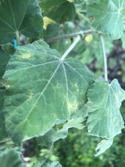Puccinia malvacearum