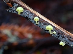 Chrysomphalina grossula