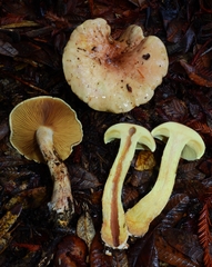 Cortinarius citrinifolius