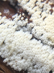 Henningsomyces