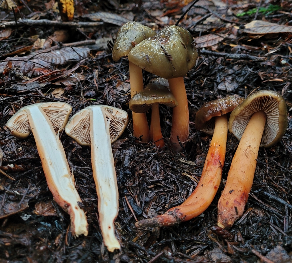 Phaeocollybia olivacea
