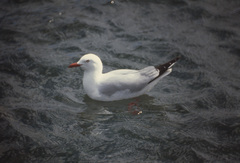 Chroicocephalus novaehollandiae scopulinus