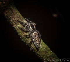 Sandalodes bipenicillatus