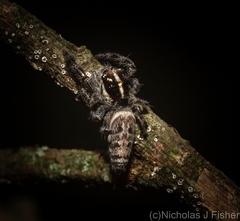 Sandalodes bipenicillatus