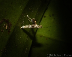 Cyphosticha panconita