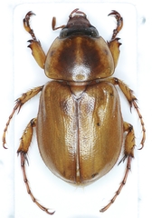 Cyclocephala tridentata