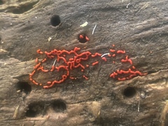 Willkommlangea reticulata