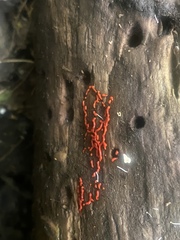 Willkommlangea reticulata