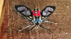 Poecilosoma eone
