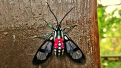 Poecilosoma eone