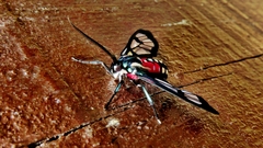 Poecilosoma eone