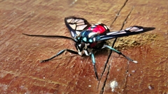 Poecilosoma eone