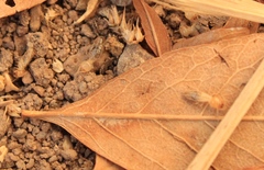Termitinae