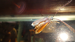 Microplophorus magellanicus