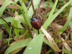 Botanochara impressa