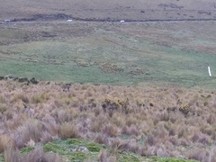 Odocoileus virginianus ustus