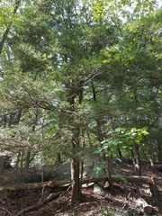 Tsuga canadensis