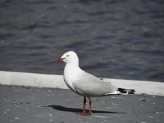 Chroicocephalus novaehollandiae