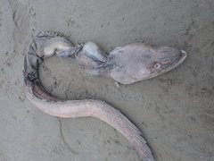 Conger verreauxi