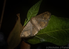 Canaea semitessellalis