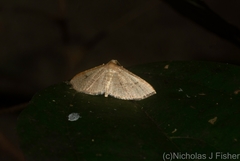 Addaea subtessellata