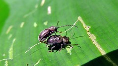 Brevicolaspis griseovillosa