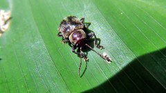 Brevicolaspis griseovillosa