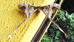 Copiopteryx sonthonnaxi