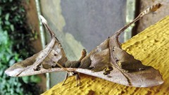 Copiopteryx sonthonnaxi
