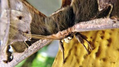 Copiopteryx sonthonnaxi