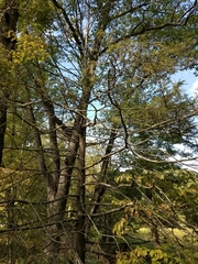 Tsuga canadensis