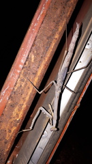 Archimantis quinquelobata