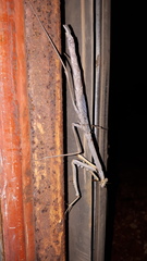 Archimantis quinquelobata