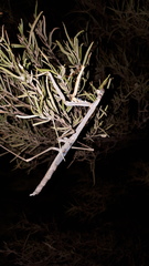 Archimantis quinquelobata