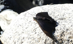 Archaeoprepona chromus chromus