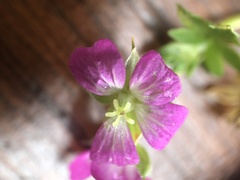 Geranium core-core