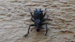 Megalometis spinifer